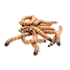 Живой корм для животных Зофобас набор 20 шт 88005