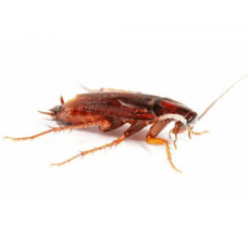 Живой корм для животных Туркменский таракан набор 20 шт 88004