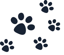 лапки