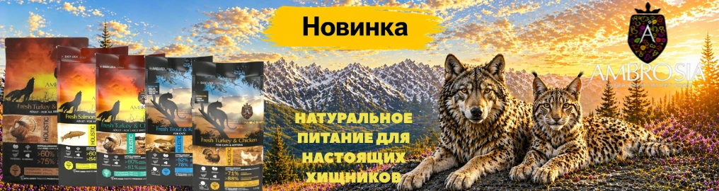 vovk-i-rys