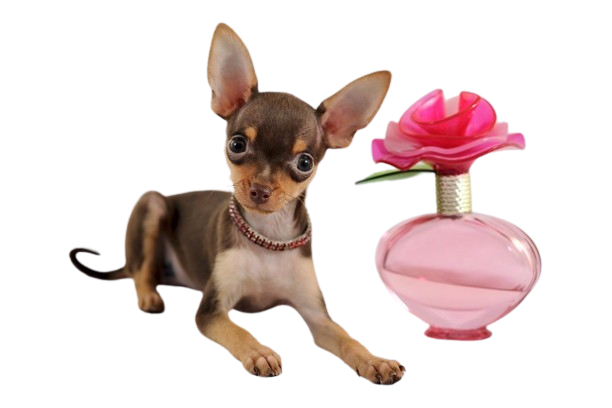 Духи и одеколоны