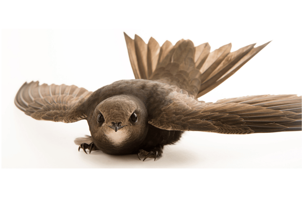 Чем кормить стрижа?